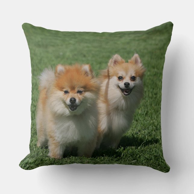 Cojín Decorativo 2 Pomeranians que mira la cámara (Anverso)