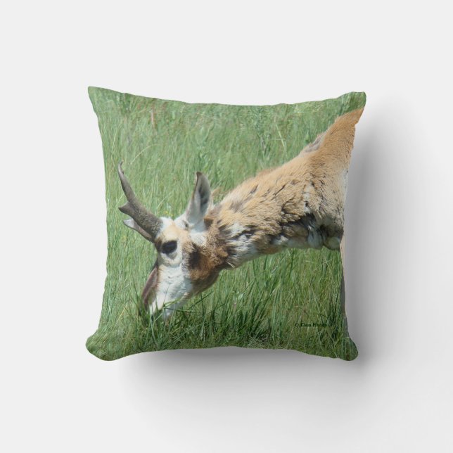Cojín Decorativo A11 Pronghorn Antelope Grazing (Anverso)