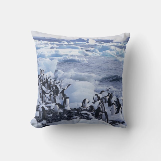 Cojín Decorativo Adelie Penguins Pygoscelis adeliae (Anverso)