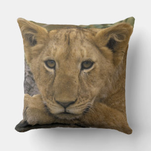 Cojín Decorativo África, Kenia. Retrato de un león.