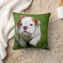 Agradable Bulldog Cachorro Pillow