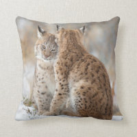 Amor del lince