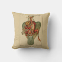 Anatomía de una paloma