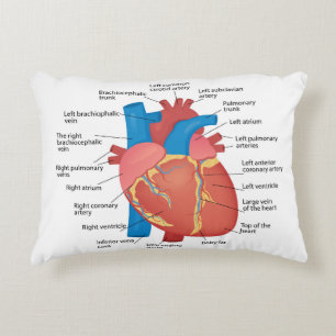 Cojín Decorativo Anatomía del corazón humano