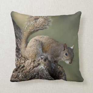 Cojín Decorativo ardilla gris oriental o ardilla gris