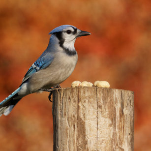 Cojines Pajaros Del Arrendajo Azul Zazzle Es