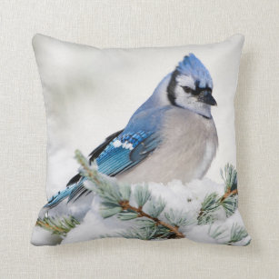 Cojines Pajaros Del Arrendajo Azul Zazzle Es