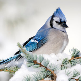 Cojines Pajaros Del Arrendajo Azul Zazzle Es