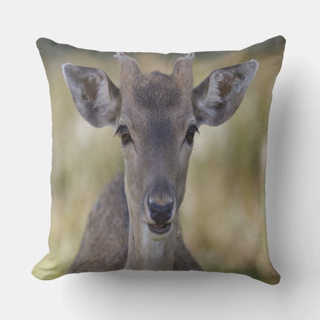 Cojín Decorativo Baby Fawn Buck (Anverso)