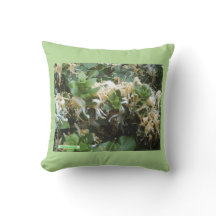 Blooms de chupa de miel