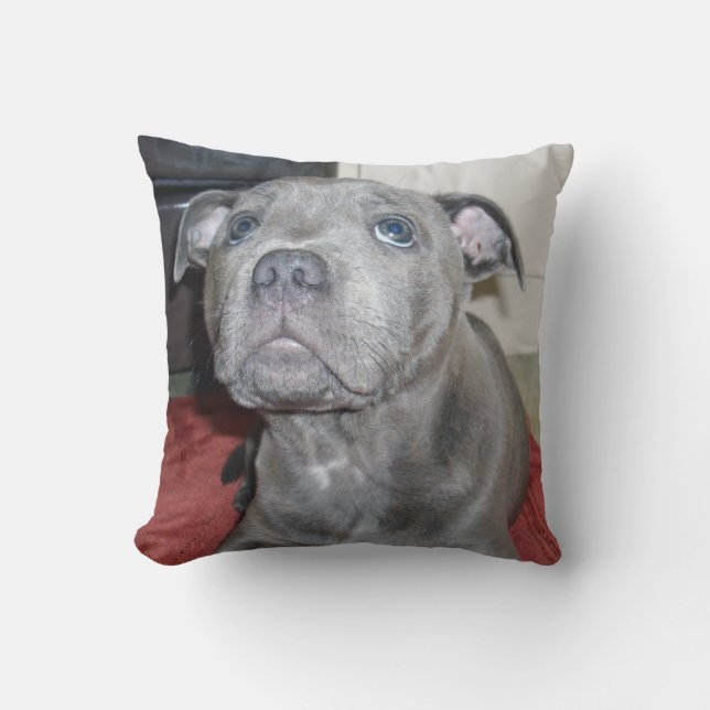 Cojín Decorativo Blue Staffordshire Bull Terrier Puppy, (Anverso)