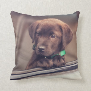 Cojín Decorativo Cachorro De Chocolate En Coche