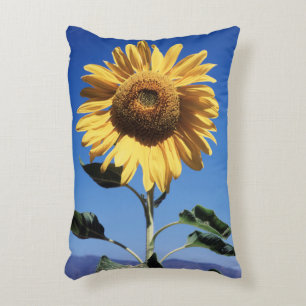 Cojín Decorativo California, Un Girasol Gigante (Helianthus) 3