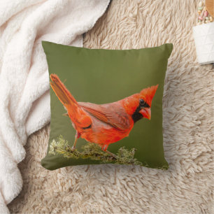 Cojín Decorativo Cardenal macho en rama
