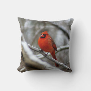 Cojín Decorativo Cardenal masculino