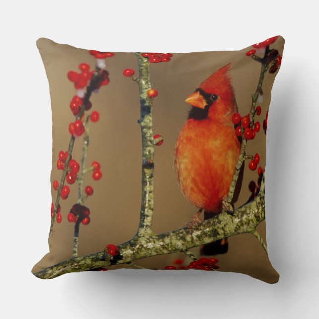 Cojín Decorativo Cardenal norteño macho posado, IL (Anverso)