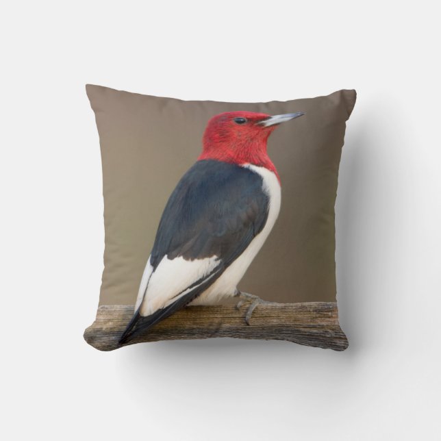 Cojín Decorativo Carpintero de cabeza roja en cerca (Anverso)
