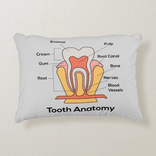 Cojín Decorativo Carta de la anatomía del diente (Anverso)