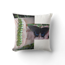 Caterpillar/mariposa