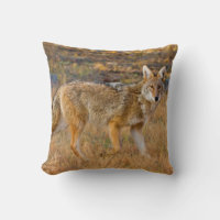 Caza de coyote (Canis Latrans)