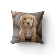 Cocker Spaniel juguetón