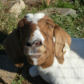 Cojín decorativo Con Imagen De Cabra