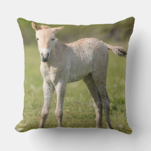 Cojín Decorativo Cría de caballo de Przewalski, Hungría
