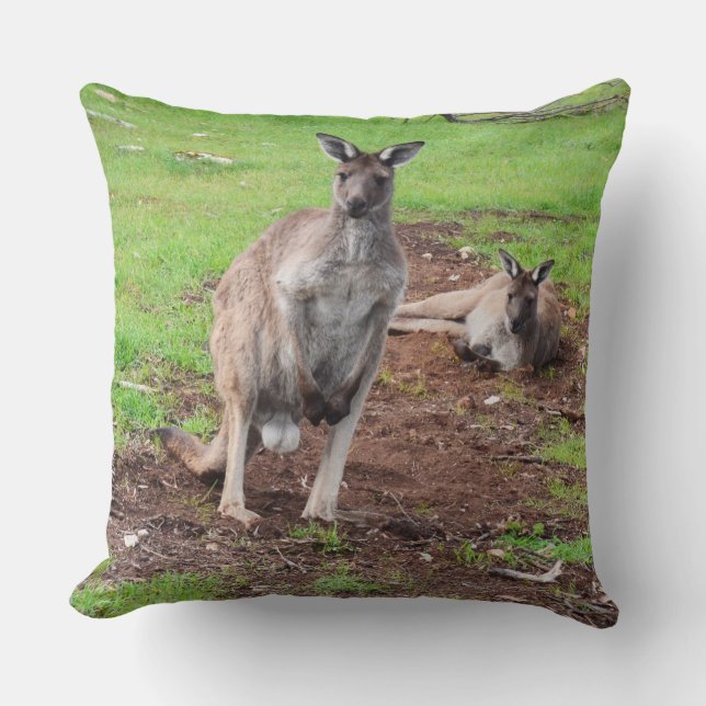 Cojín Decorativo Cushion grande de canguro macho australiano. (Anverso)