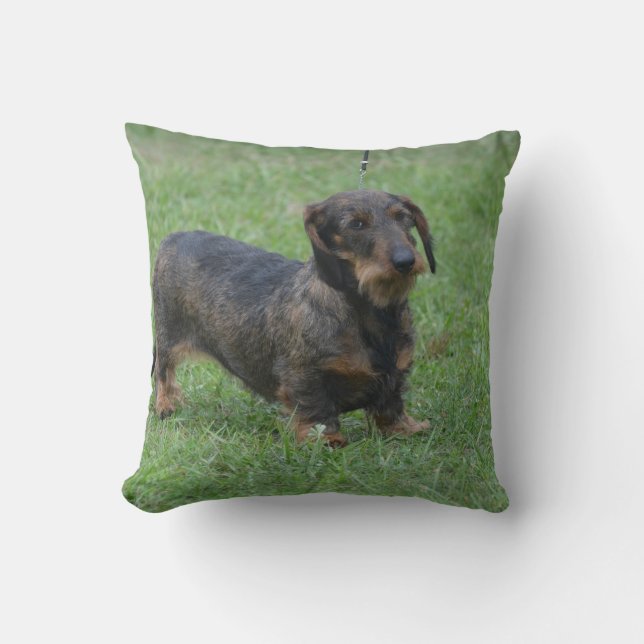 Cojín Decorativo Dachshund cabelludo del alambre lindo (Anverso)