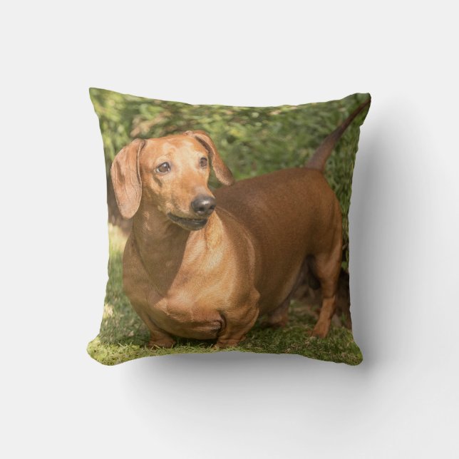 Cojín Decorativo Dachshund marrón - Doxie (Anverso)