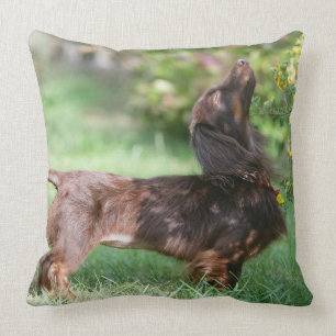 Cojín Decorativo Dachshund miniatura de pelo largo 1
