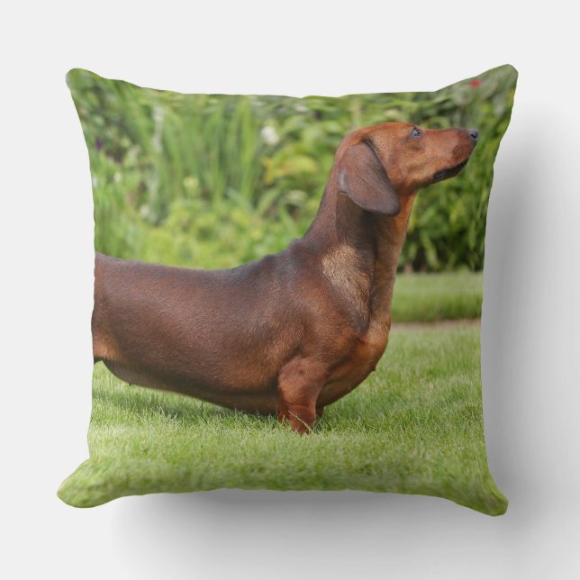 Cojín Decorativo Dachshund miniatura Liso-haired (Anverso)