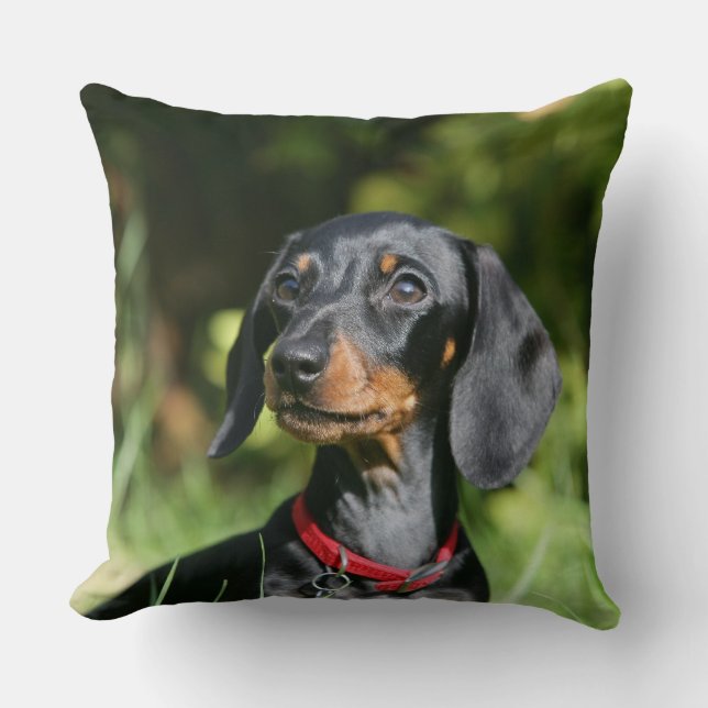 Cojín Decorativo Dachshund miniatura Liso-haired 3 (Anverso)
