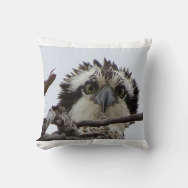 Cojín decorativo de la foto de Osprey del (Anverso)