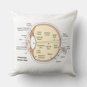 Cojín Decorativo Diagrama anatómico de la colilla ocular humana de 