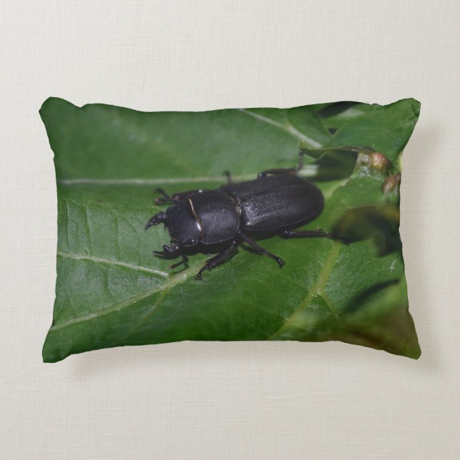 Cojín Decorativo Dorcus parallelipipedus , el escarabajo de menor t (Anverso)