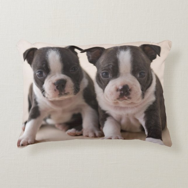 Cojín Decorativo Dos perritos de Boston Terrier (Anverso)