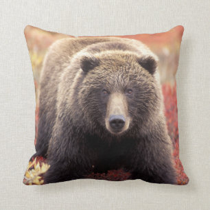 Cojín Decorativo EE.UU., Alaska, NNP Denali, Oso Grizzly femenino