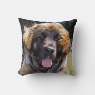 Cojín Decorativo EE. UU., California. Retrato de Leonberger sentado