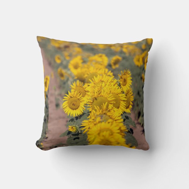 Cojín Decorativo EE.UU., Kansas. Girasoles (Helianthus Annuus) (Anverso)