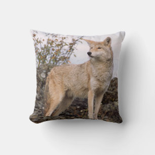 Cojín Decorativo EE. UU., Montana, Kalispell. Coyote en Triple D