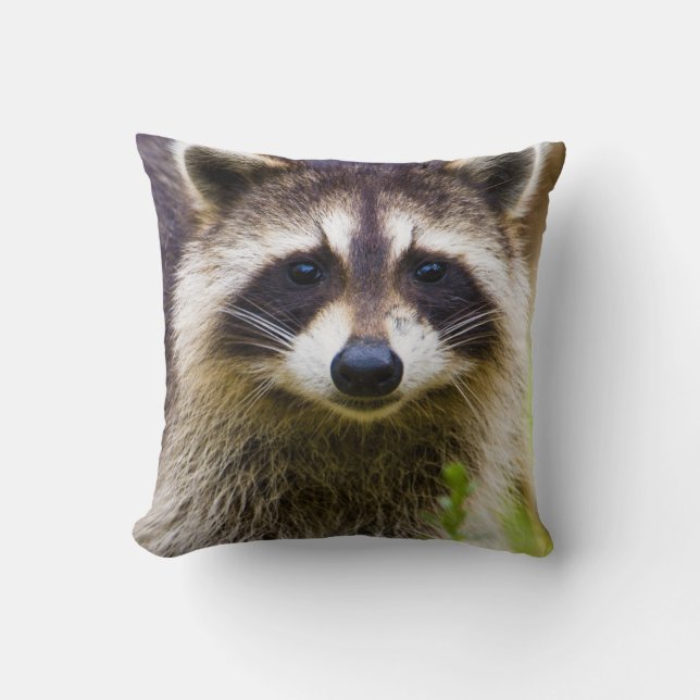 Cojín Decorativo El mapache, Procyon lotor (Anverso)