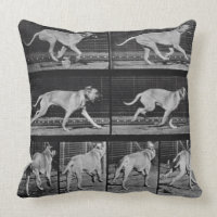 El perro corriente, platea 707 de la "locomoción