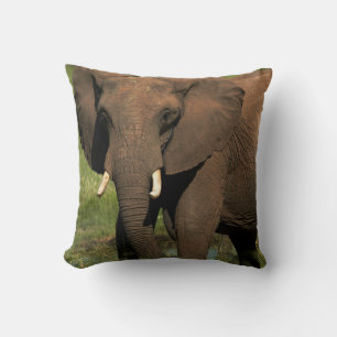 Cojín Decorativo Elefante (Loxodonta Africana), Hwange Nacional