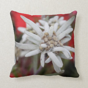 Cojín Decorativo Encantador Edelweiss Leontopodium nivale