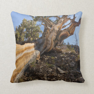 Cojín Decorativo Estados Unidos, California, Bosque Nacional Inyo 1