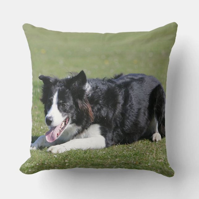 Cojín Decorativo Fijación del border collie (Anverso)