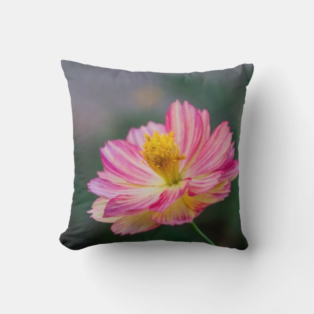 Cojín Decorativo Flor de Cosmos de Jardín (Anverso)