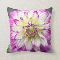Flor de la dalia de Fuschia