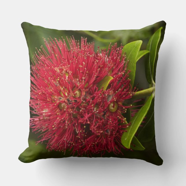 Cojín Decorativo Flor de Pohutukawa, Dunedin (Anverso)
